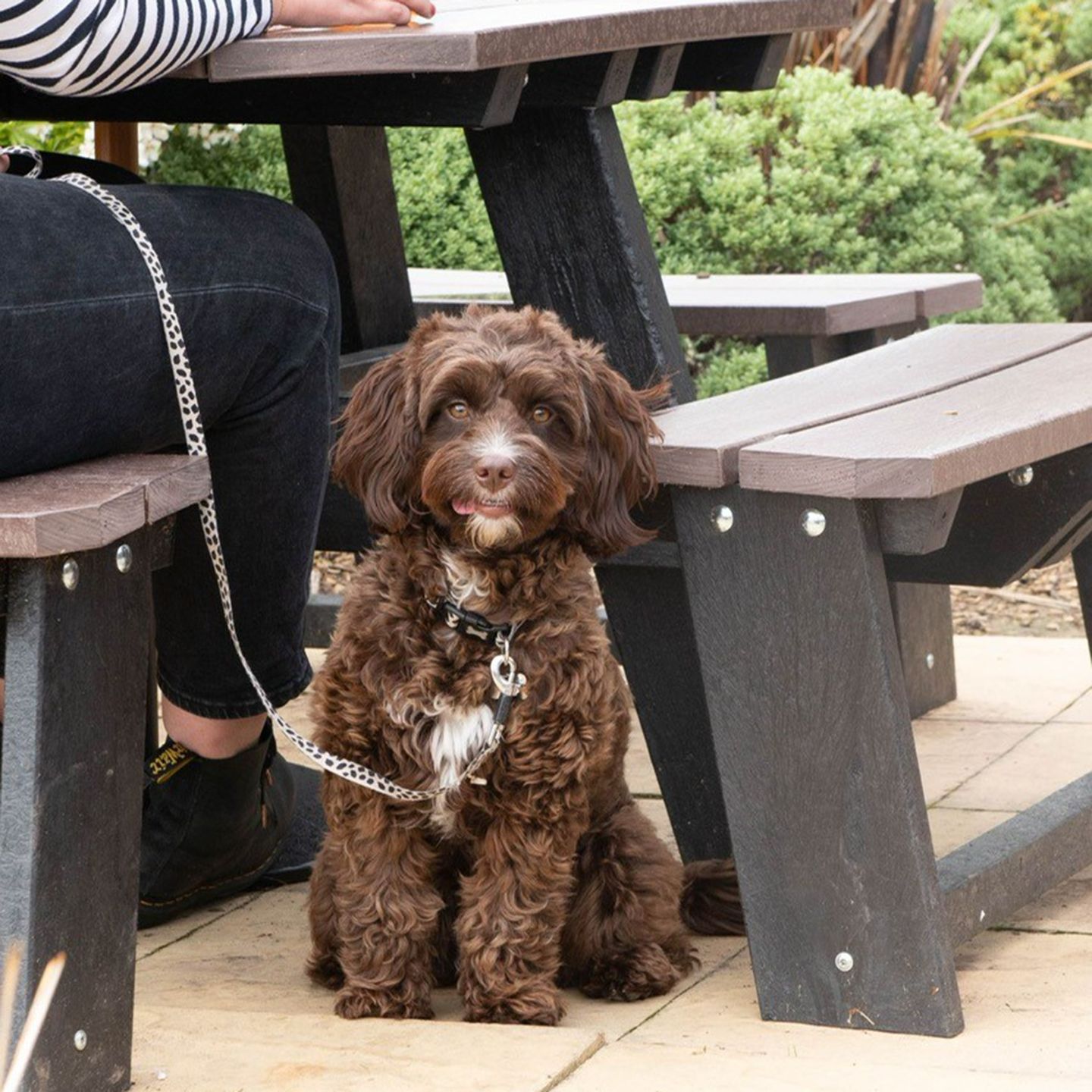 Your local dog friendly pub in Powick